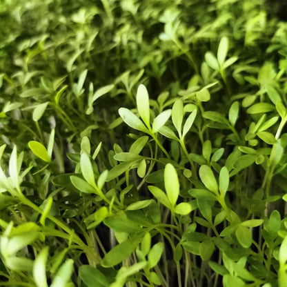 Cress Common Leaf Microgreens Seeds