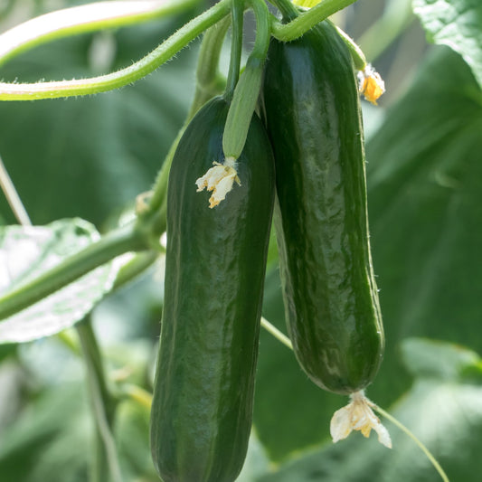 Cucumber Beit Alfa Vegetable Seeds