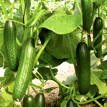 Cucumber Hybrid Sanam (Beit Alpha) Vegetable Seeds