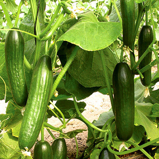 Cucumber Hybrid Sanam (Beit Alpha) Vegetable Seeds