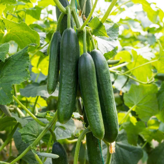 Cucumber F1 American Black Vegetable Seeds