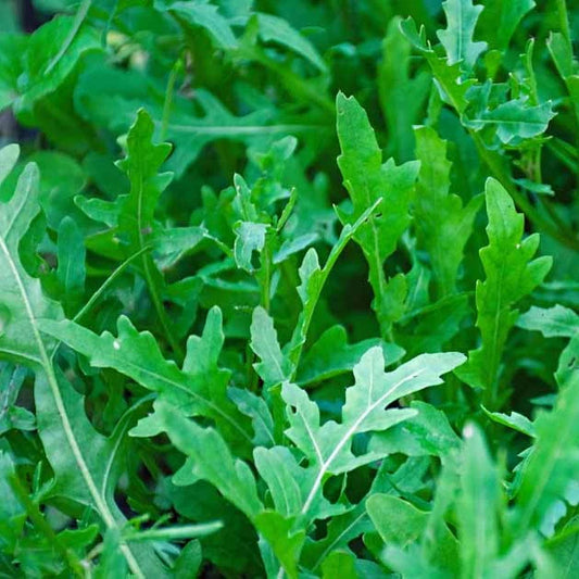 Rocket (Arugula) Leaves / Wild Herb Seeds