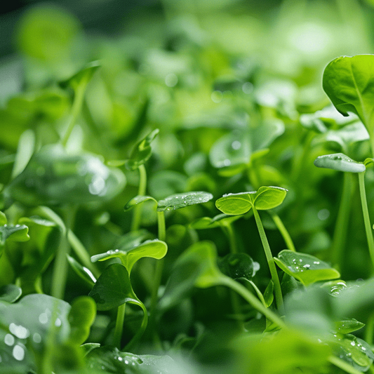 Water Cress Imported Microgreens Seeds