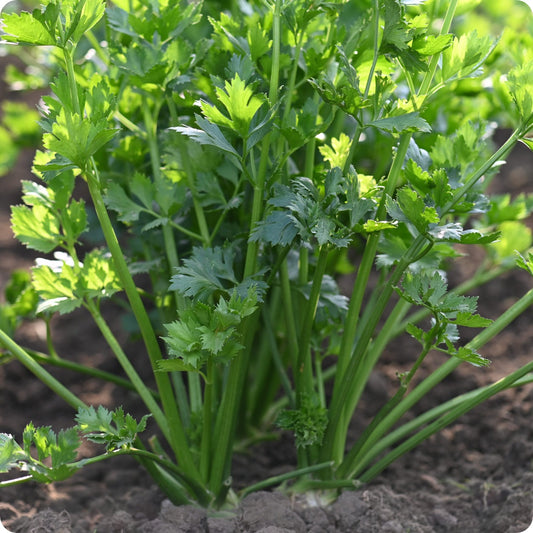 Fresh Cutting Celery - Premium Quality, Ready-to-Use Exotic Vegetable Seeds