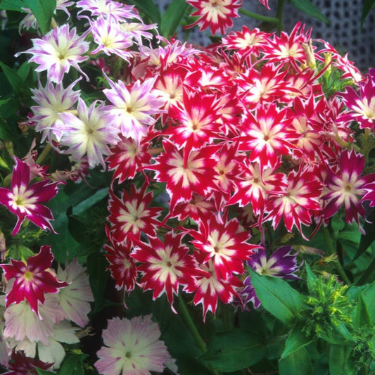 Phlox Twinkle Mixed Winter Flower Seeds