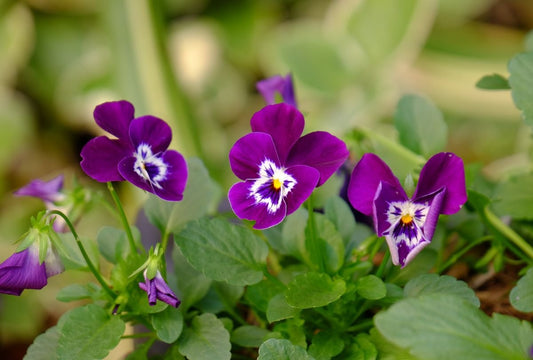 Pansy ‘Purple Smile’ Winter Flower Seeds
