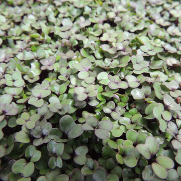 KOHLRABI (Knol Khol) Microgreens Seeds - Green & Purple Varieties