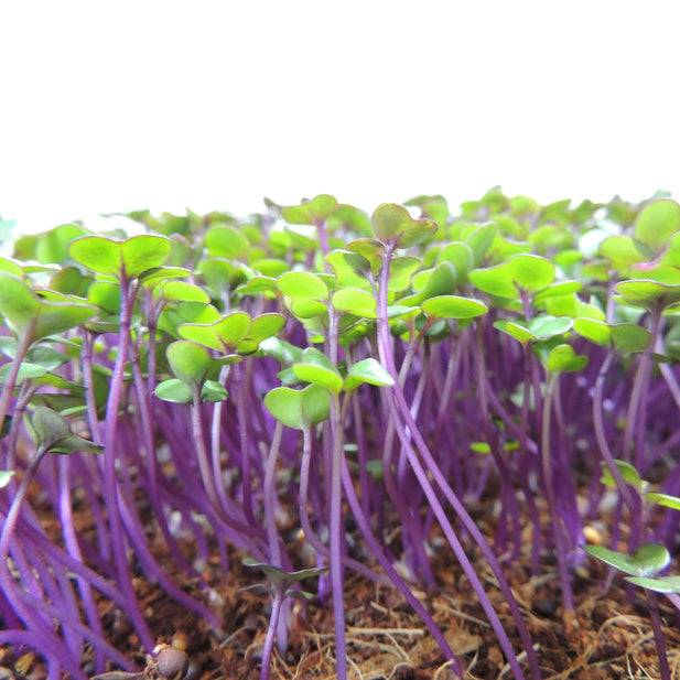 Purple Kohlrabi Microgreens Seeds