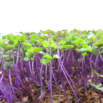 KOHLRABI (Knol Khol) Microgreens Seeds - Green & Purple Varieties