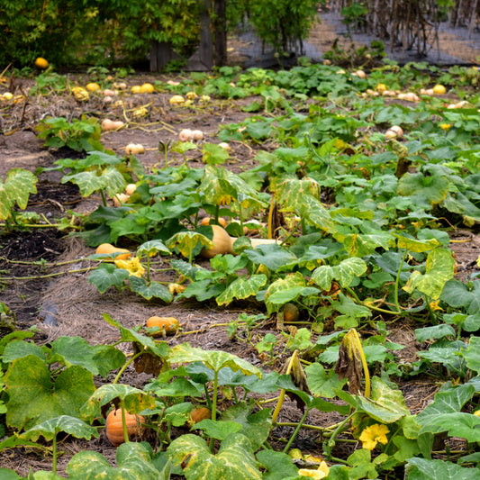 Ornamental Squash - Decorative Gourd for Fall and Winter Décor Exotic Vegetable Seeds
