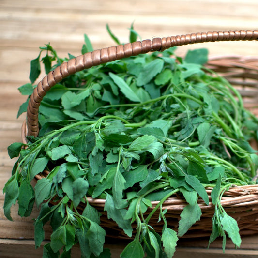 BATHUA Vegetable Seeds – Organic, High Germination Rate for Home Gardening