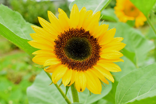 Sunflower Edible Flower & Leaf Seeds