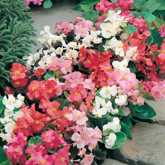 Begonia Semperflorens Mixed Winter Flower Seeds