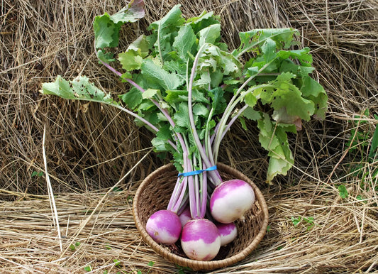 Turnip Imported Purple Top Vegetable Seeds
