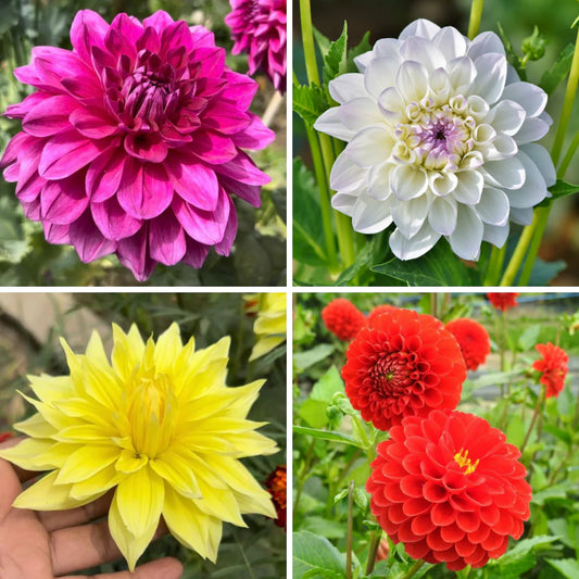 Dahlia Mixed Color Flower Seeds