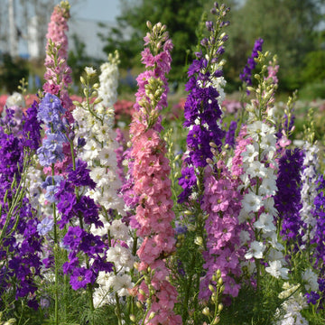 Larkspur Imperial Mixed Flower Seeds