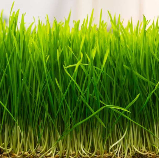 Wheat Grass Green Sprouts Leaf Microgreens Seeds