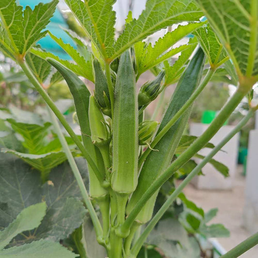 Okra F1 Hybrid No. 3 Vegetable Seeds