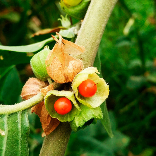 Ashwagandha Plant Seeds (Withania somnifera) – Premium Gardening Herb Seeds