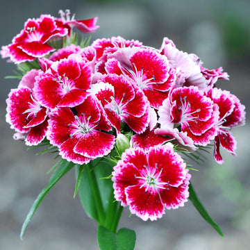 Dianthus Grand Mix Edible Flower Seeds