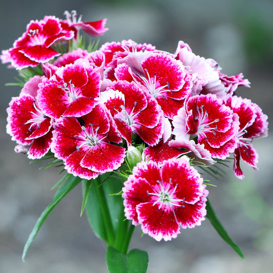 Dianthus Grand Mix Edible Flower Seeds