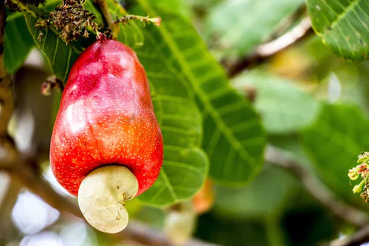 Cashew Seeds