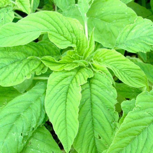 Amaranthus Green Choulai Jewel Vegetable Seeds