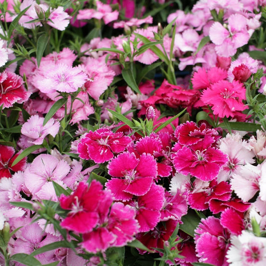 Dianthus Baby Doll Mixed Winter Flower Seeds