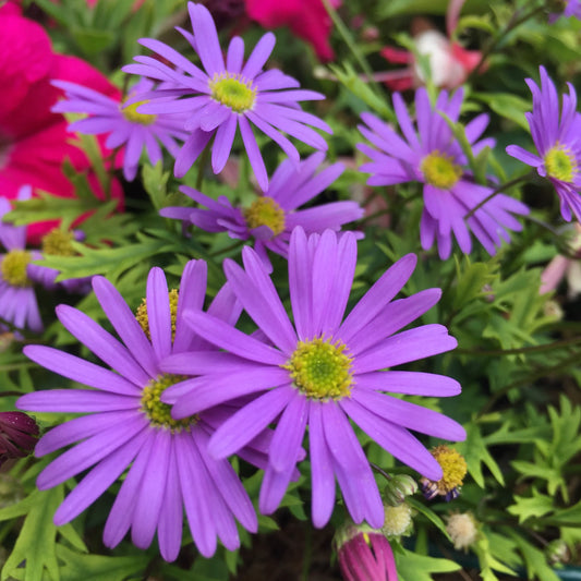 Brachycome Purple Seeds