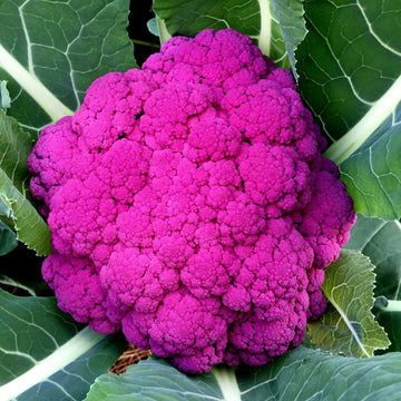 Purple Sprouting Cauliflower Microgreens Seeds