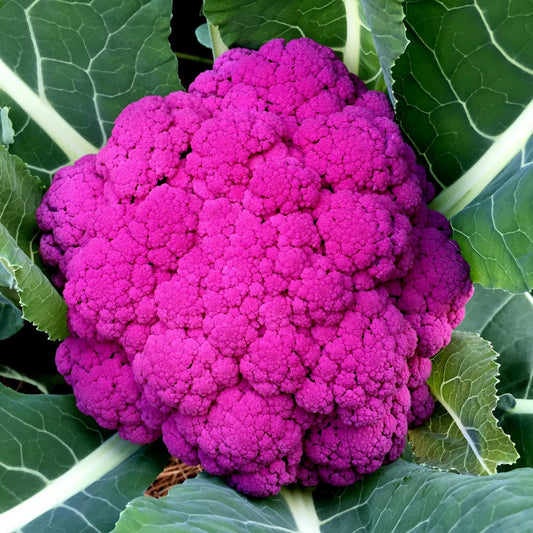 Purple Sprouting Cauliflower Microgreens Seeds