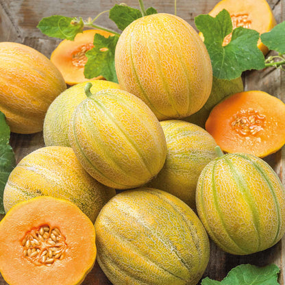 Muskmelon F1 Hybrid Vegetable Seeds