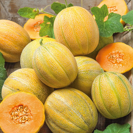 Muskmelon F1 Hybrid Vegetable Seeds