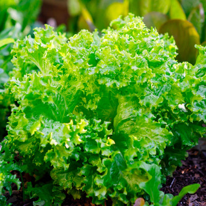 Endive Leaf Cuore di Oro - Fresh & Crisp Organic Salad Leaves Exotic Vegetable Seeds