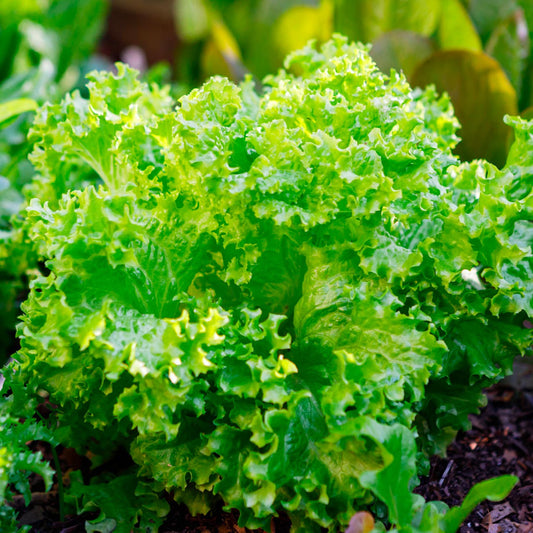 Endive Leaf Cuore di Oro - Fresh & Crisp Organic Salad Leaves Exotic Vegetable Seeds