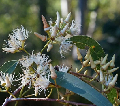 Eucalyptus Tereticornis Herb Seeds