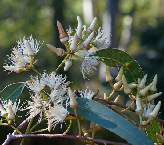 Eucalyptus Tereticornis Herb Seeds