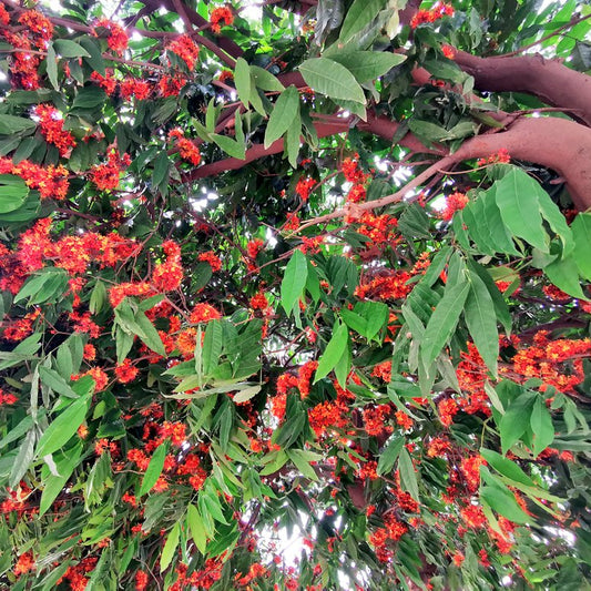 Ashok Tree  Herb Seeds