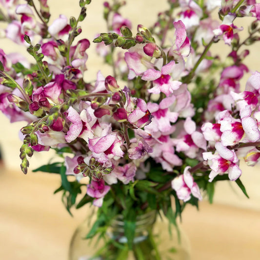 Antirrhinum Lucky Lips Edible Flower Seeds