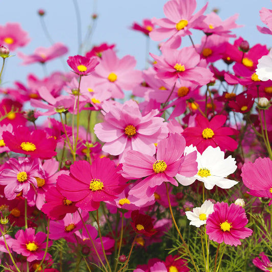 Cosmos Pink Red Mix Edible Flower Seeds