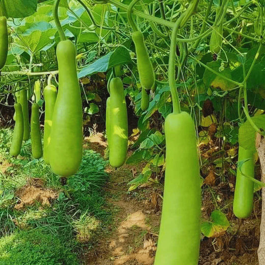 Bottlegourd F1 Sumant Vegetable Seeds