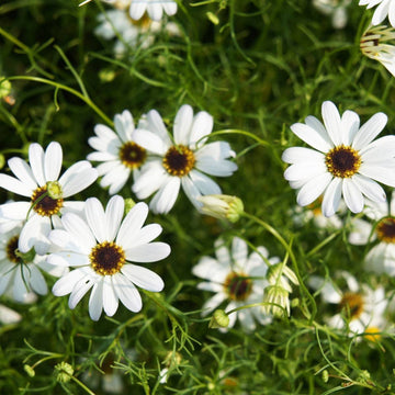 Brachycome White Seeds