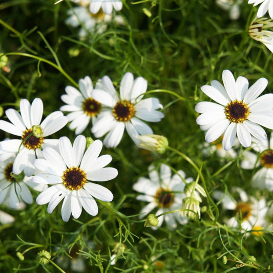 Brachycome White Seeds