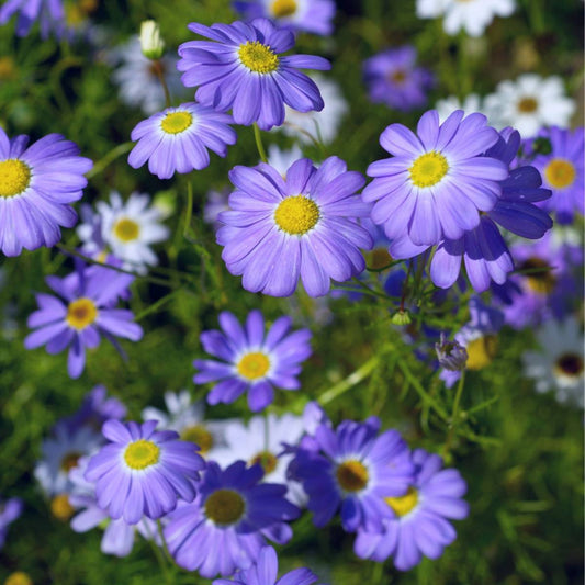 Brachycome Blue Seeds