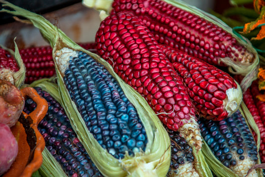 COLORED CORN "Ziermajs Amero" - Exotic Veg Seeds