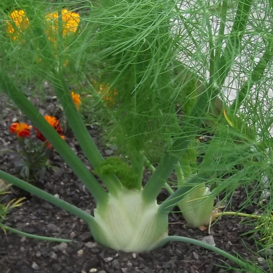 Fennel Fino Bulb Type Herb Seeds