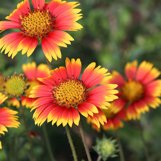 Gaillardia Finest Mixed Summer Flower Seeds