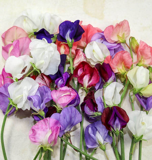 Sweet Pea Grand Mixed Edible Flower Seeds