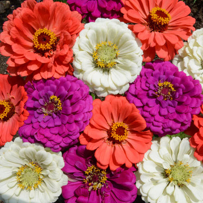Zinnia F1 Tall Mixed Summer Flower Seeds
