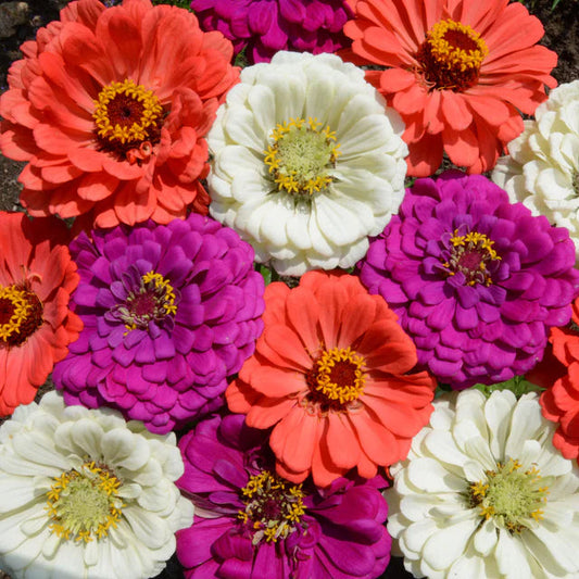 Zinnia F1 Tall Mixed Summer Flower Seeds
